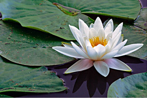 Seerose